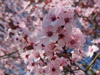  Cherry blossom on background of blue sky. Pink flowers on a blossom tree in spring, close-up. Tree branch with flowers against a blue sky. Natural background.