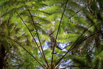 Fronds of tree ferns at a native forest in the mountains near the town of Arcabuco, in de department of Boyaca, in Colombia.
