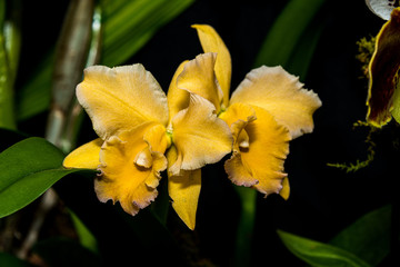Obraz premium Yellow Cattleya Orchid in Bloom