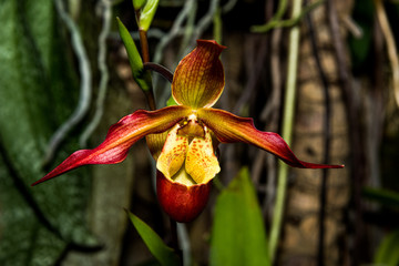 Naklejka na ściany i meble Cymbidium Sinense Orchid in Bloom