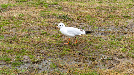seagull on the grass