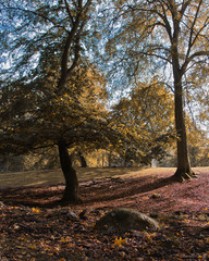 Autumn in the park