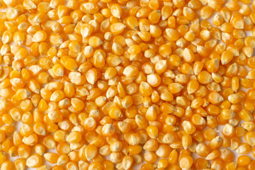 Heap of Raw Popcorn Grains Isolated on White Background