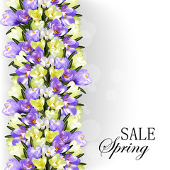 Spring blooming crocuses. Design for floral poster, advertising for sale. Vector illustration eps 10