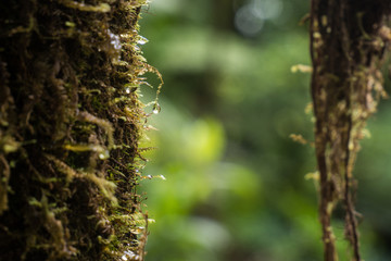 fond d'écran tropical