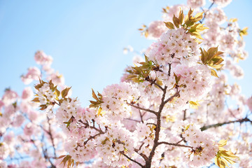 Cherry blossoms to mark the beginning of spring.
