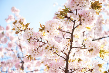 Cherry blossoms to mark the beginning of spring.