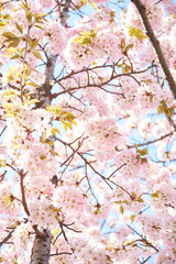 Obraz na płótnie Canvas Cherry blossoms to mark the beginning of spring.