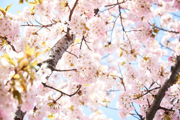 Cherry blossoms to mark the beginning of spring.