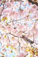 Cherry blossoms to mark the beginning of spring.