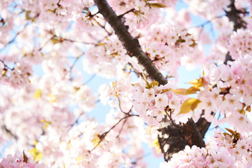 Cherry blossoms to mark the beginning of spring.