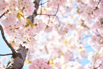 Cherry blossoms to mark the beginning of spring.