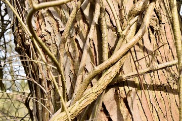 Tree roots and trunk nature background 