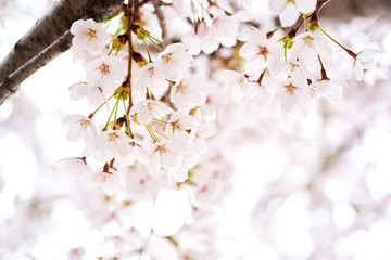 Cherry blossoms to mark the beginning of spring.