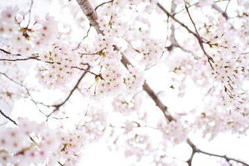 Obraz premium Cherry blossoms to mark the beginning of spring.