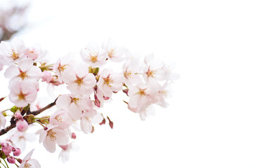Obraz premium Cherry blossoms to mark the beginning of spring.