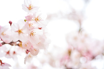 Fototapeta na wymiar Cherry blossoms to mark the beginning of spring.