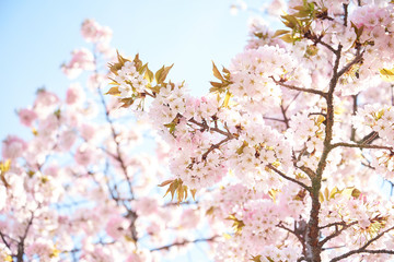 Obraz na płótnie Canvas Cherry blossoms to mark the beginning of spring.