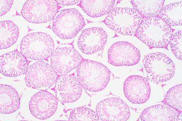 Human testis under microscope view. Shows spermatogonia, spermatocytes in meiosis, spermatids, and spermatozoa.