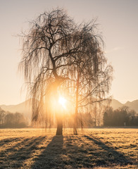 Trauerweide in Morgensonne