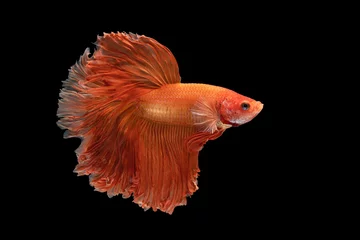 Fotobehang Het ontroerende moment mooi van rode siamese betta vis of fancy betta splendens vechten vis in thailand op zwarte achtergrond. Thailand noemde Pla-kad of halve maan bijtende vis. © Soonthorn