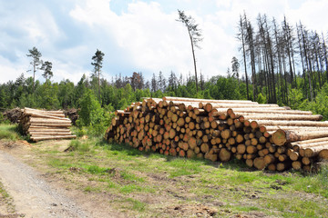 Wood harvested during bark beetle calamity in South Bohemia, Czech Republic