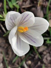 Weiße Krokusblüten in Nahaufnahme, leicht Violett