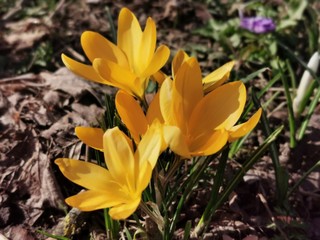 Gelbe Krokusblüten in Nahaufnahme