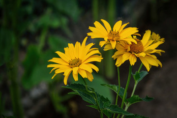 Growing yellow Helianthus Tuberosus Flower head against its natural foliage background