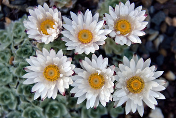 Obraz premium Flower of the straw flower Helichrysum milfordiae, from South Africa