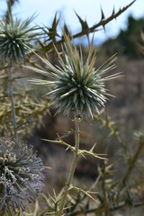 Thistle close - up in Cyprus