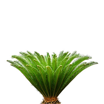  Palm leaves isolated on white background for decor your project.