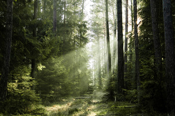 Sunlight shines through trees in the forest