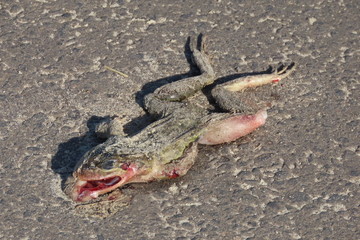 crab on beach