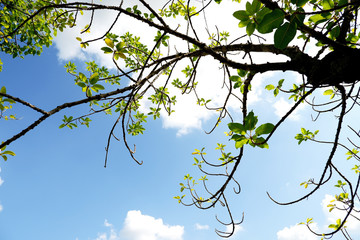 View to sky with plant of tree wallpaper
