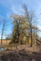 Landschaft, Altwasser im Frühling an der Donau bei Straubing