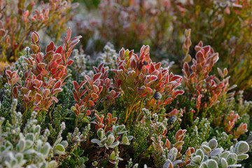 Früchte der Rauschbeere mit Raureif