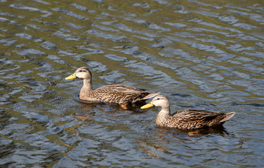Two mottled brown ducks with light tan necks and yellow beaks are out for a swim in rippled grayish blue water.