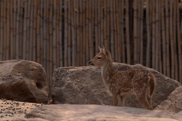 A young deer standing on the brown ground.