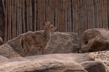 A young deer standing on the brown ground.