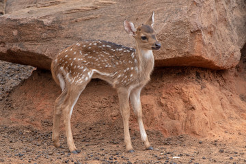 A young deer stand under the brown stone.