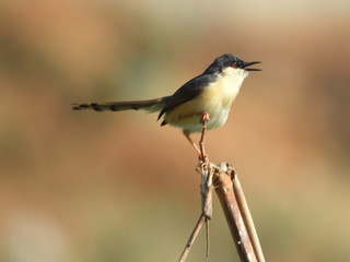 Ashy Prinia on a twig