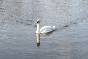 Trittau Mill Pond - Swan