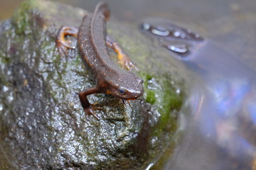 Photograph of kept Japanese endemic Shiriken newt