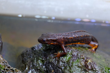 Photograph of kept Japanese endemic Shiriken newt