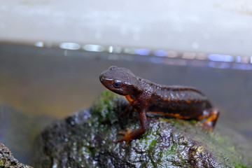 Photograph of kept Japanese endemic Shiriken newt