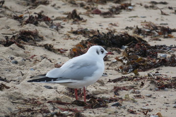 Möwe am Strand 01