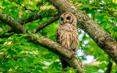 BARRED OWL
