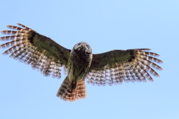 BARRED OWL