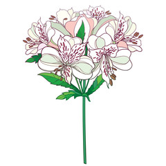 Bouquet of outline tropical Alstroemeria or Peruvian lily or Incas lily bunch and leaf in pastel pink isolated on white background.